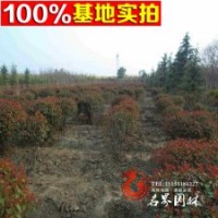 苗圃供應(yīng)紅葉石楠球、紅葉石楠球