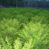 金葉女貞，紅葉小檗價格