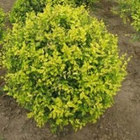 金葉榆球 水臘球 大葉黃楊球 小葉黃楊球