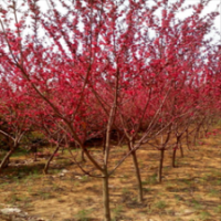 3公分4公分5公分6公分8公分紅葉碧桃