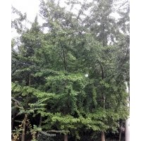 成都熟貨銀杏，西南銀杏基地