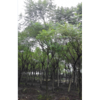 精品藍(lán)花楹