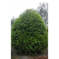 桂花，桂花基地，桂花球，低分枝桂花