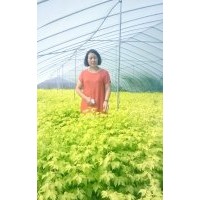 金葉復(fù)葉槭