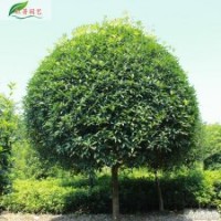 溫江高桿桂花哪里最便宜