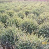 大小葉黃楊球，金葉女貞球、小葉女貞球