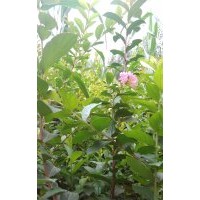 泰安一米高的紫薇小苗供應(yīng)數(shù)量100萬