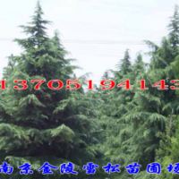 南京7米雪松價格供應(yīng),5米雪松報價,3.3米雪松查詢