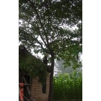 大量供應(yīng)合歡樹小苗 綠化工程用苗 美化庭院 基地直銷 批發(fā)出售