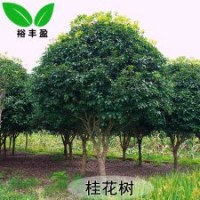 苗圃直銷四季桂金桂丹桂八月桂工程樹苗木
