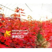 改變傳統(tǒng)觀賞觀念的樹種——美國(guó)紅楓