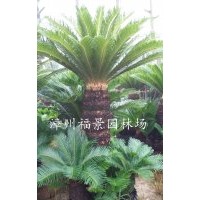 福建鐵樹(shù)基地 蘇鐵價(jià)格