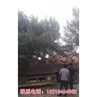 國(guó)槐 白蠟 法桐 毛白楊