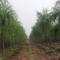 河北凱達(dá)苗木低價(jià)供應(yīng)河北垂柳 河北速生柳 河北香花槐 河北金葉