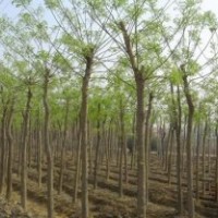 出售國槐，白蠟，法桐等多種規(guī)格