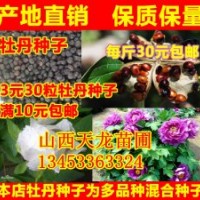 牡丹苗 白芍苗 黃芍苗 皂角苗 葡萄苗 櫻桃苗 鈣果苗