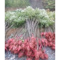 欒樹(shù)樹(shù)苗。