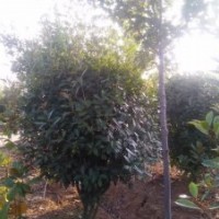 出售球型紅葉石楠、單桿石楠、優(yōu)質(zhì)櫻桃樹等苗木