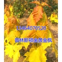 普林斯頓黃金楓、普林斯頓黃金楓小苗、普林斯頓黃金楓接穗