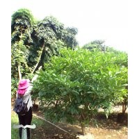 廣東省長期供應狗牙花苗木