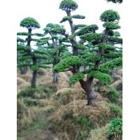 15公分造型榆樹 10公分造型羅漢松 15公分紅楓