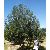 18-20公分京紅果海棠