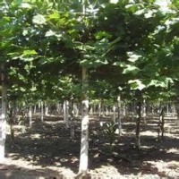 濟(jì)寧苗木基地 12公分法桐 15公分法桐 濟(jì)寧法桐