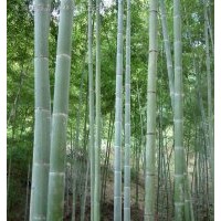 綠化喬木 毛竹 南竹