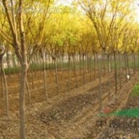 國槐，黃金槐，龍爪槐，金枝國槐垂槐