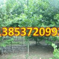 速生國槐樹 速生國槐樹苗價格