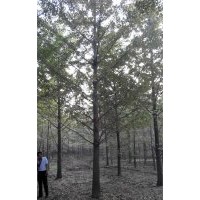 供應湖南銀杏樹 湖南銀杏樹價格