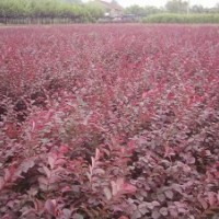 本苗圃大量供應(yīng)湖南特色苗木