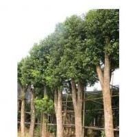 供應(yīng)20公分野生欒樹，直徑22cm骨架欒樹，最新欒樹價格