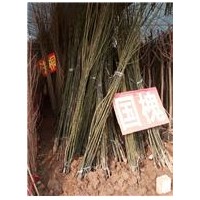 低價(jià)供應(yīng)2—8公分國槐