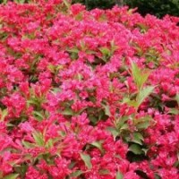 對外銷售紅王子錦帶、金葉女貞、紅葉小檗、月季