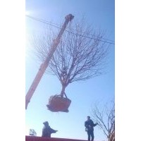 河北八棱海棠樹