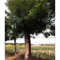 山東國(guó)槐樹(shù)山東國(guó)槐樹(shù)最新報(bào)價(jià)國(guó)槐苗