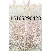 供應(yīng)青島櫻花小苗