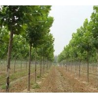 10公分速生法桐