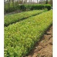 大量供應(yīng)小苗：紅葉小檗小苗、瓜子黃楊小苗