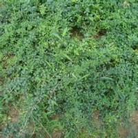 大量供應(yīng)小苗:迎春小苗、迎夏小苗、品種月季小苗