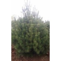 大量出售各種綠化苗木