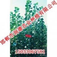 107楊【邯鄲潤德農(nóng)業(yè)】質優(yōu)價廉