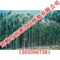 邯鄲楊樹【邯鄲潤德農(nóng)業(yè)】楊樹價格