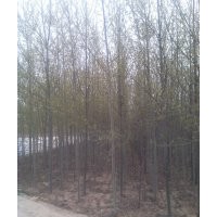 供應(yīng)：河北楊，毛白楊