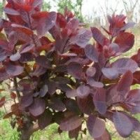 3-4公分紅櫨出售中