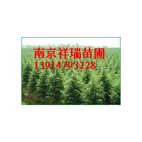 供應(yīng)報價 雪松價格 廣玉蘭價格 紅葉石楠價格