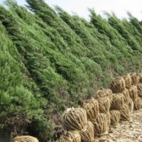 銷售：蜀檜,連翹，西湖海棠,櫻花