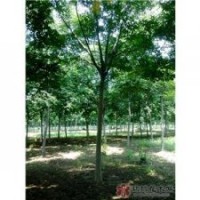 供應(yīng)油松，華山松，側(cè)柏，蜀儈，欒樹