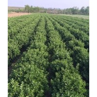 供應(yīng)山東大葉黃楊，冬青，北海道黃楊，木槿。